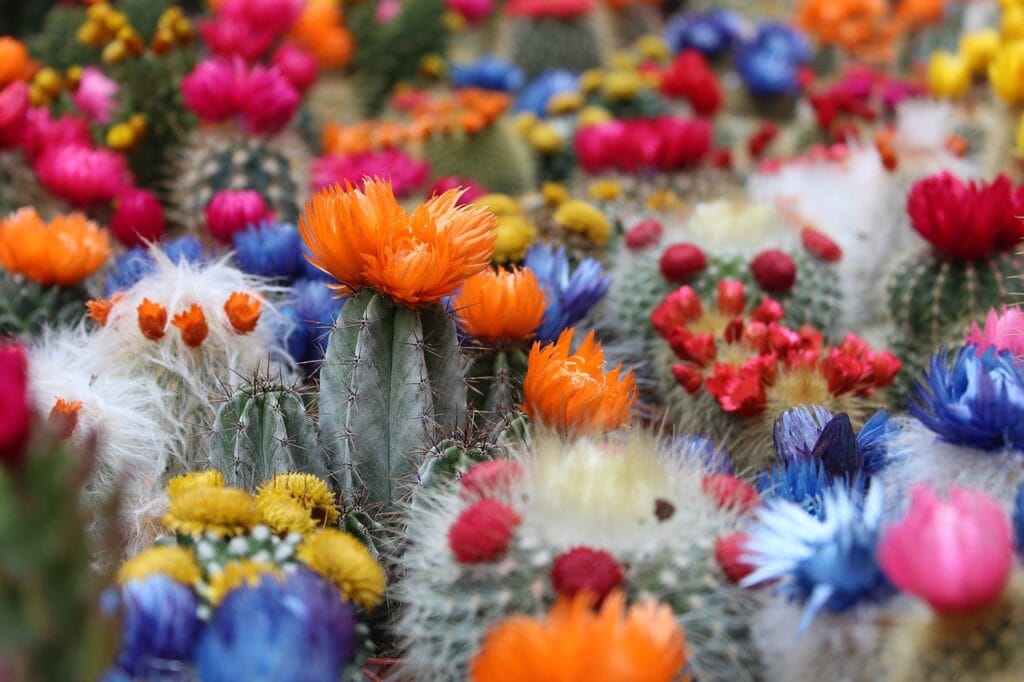 Cactus and Planting: A Guide to Thriving in Arid Beauty