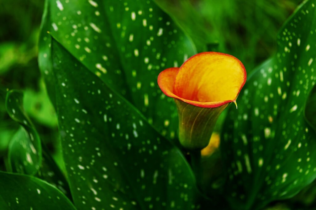 Calla Lily and Planting: A Blooming Guide