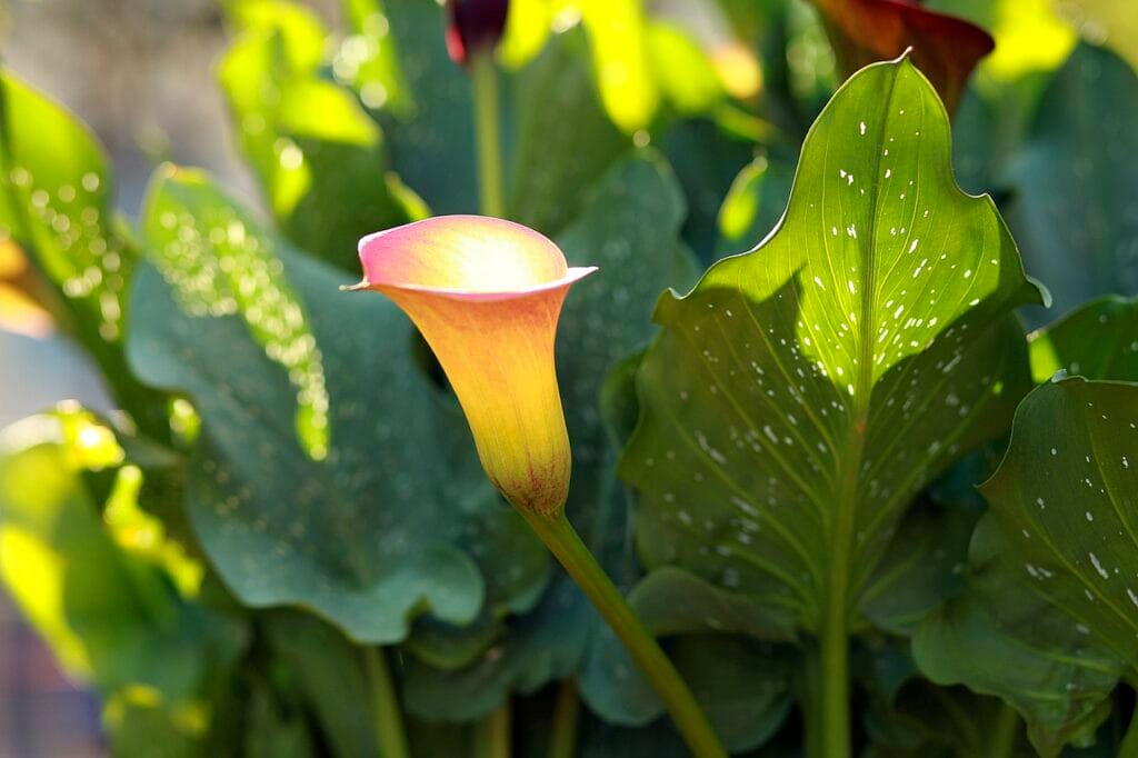 Arum Lily and Planting: Adding Elegance to Your Garden