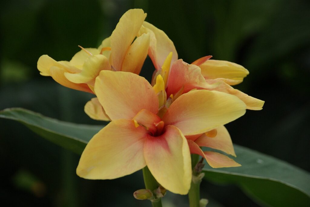 Exploring the Beauty of Canna Lilies: Planting, Care, and More