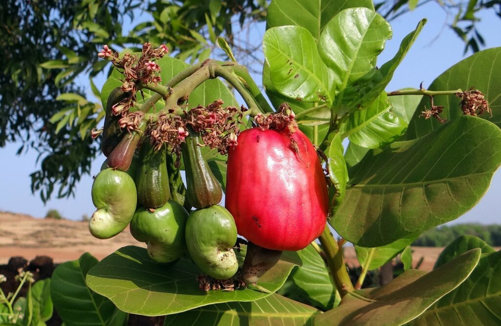Cashew Tree and Planting: Cultivating Nature's Bounty