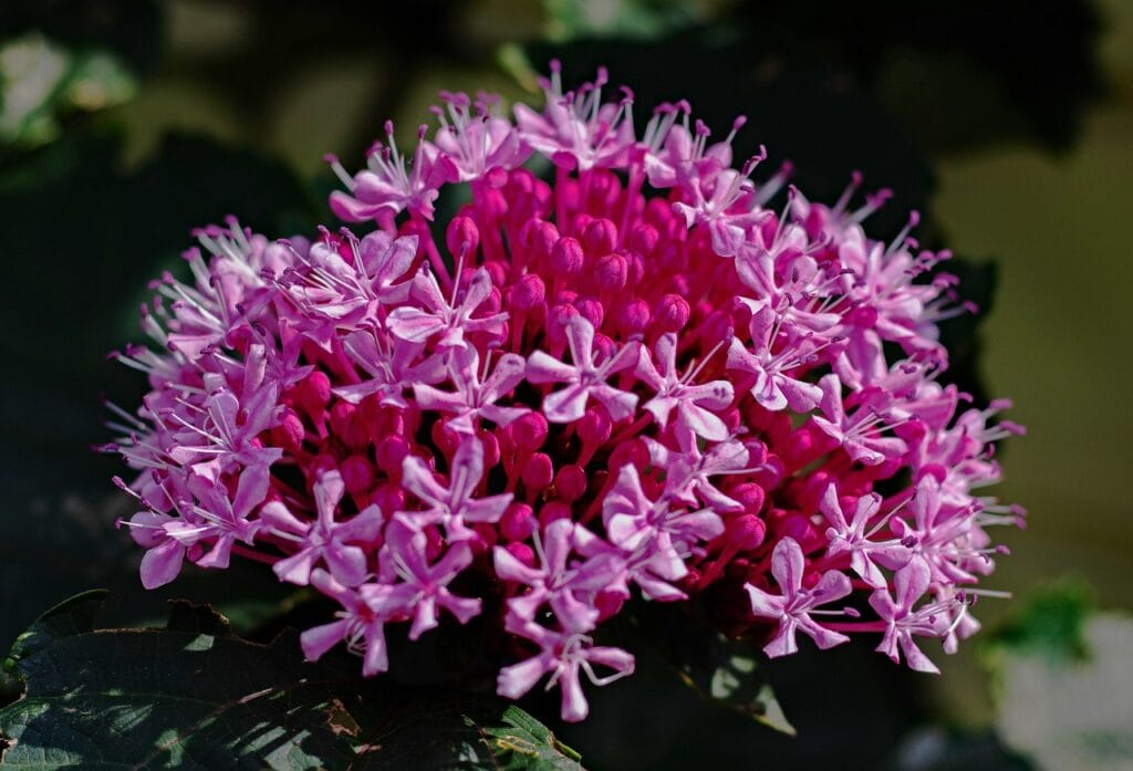 A Comprehensive Guide to Planting and Caring for Clerodendrum Flowers