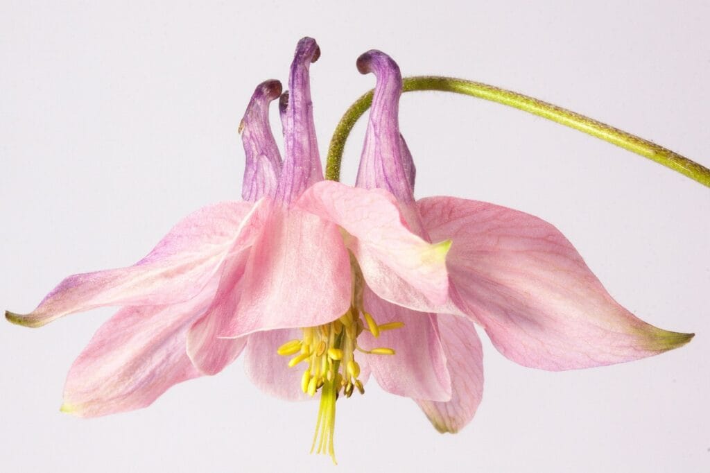 Aquilegia and Planting: Cultivating Enchantment in Your Garden
