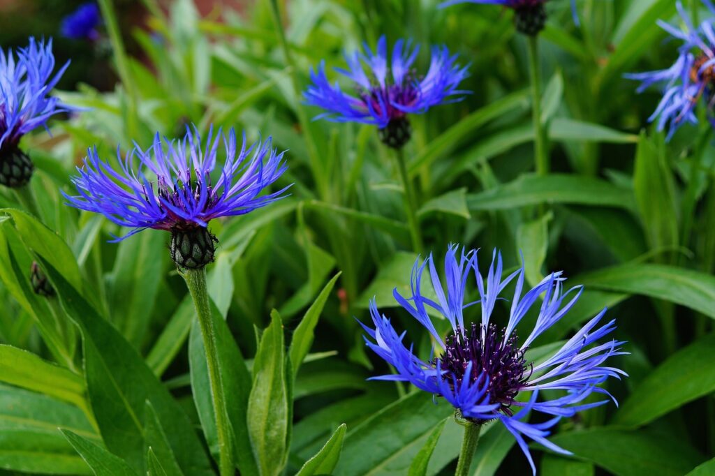 Centaurea and Planting: A Colorful Addition to Your Garden