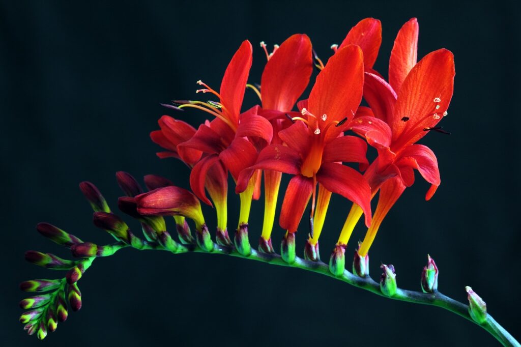 Understanding Crocosmia