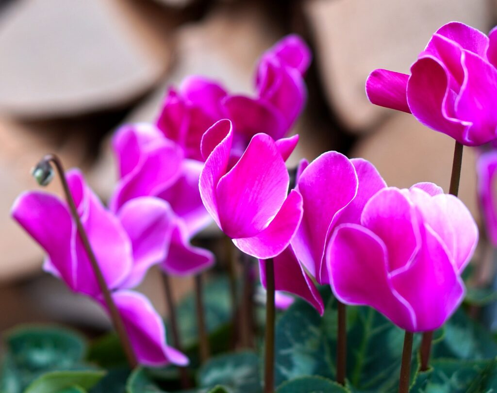 Cyclamen and Planting: A Guide to Growing Beautiful Cyclamen