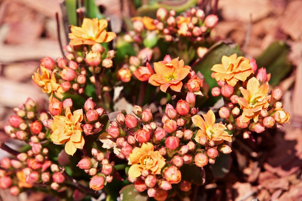 Achillea and Planting: Cultivating Beauty in Your Garden