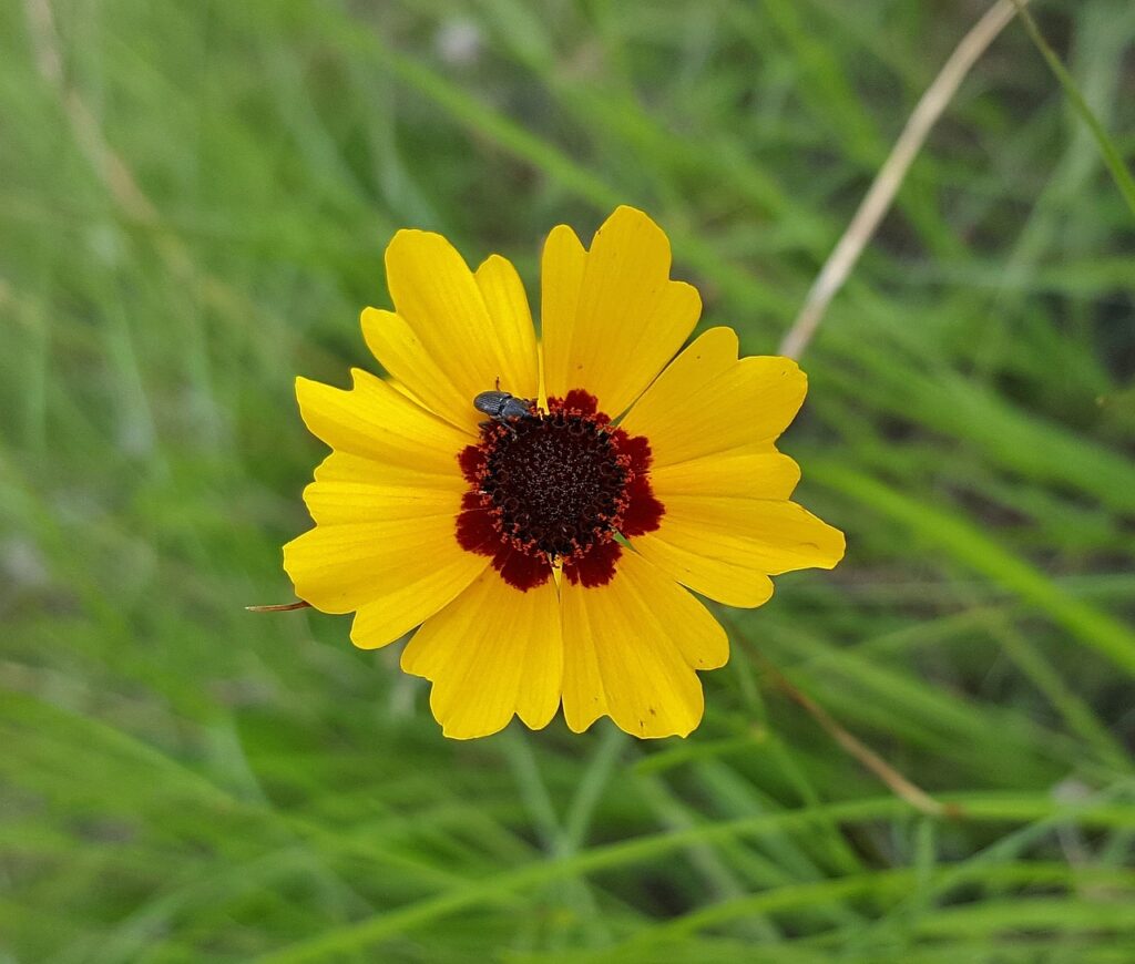 Coreopsis and Planting: Bringing Vibrancy to Your Garden