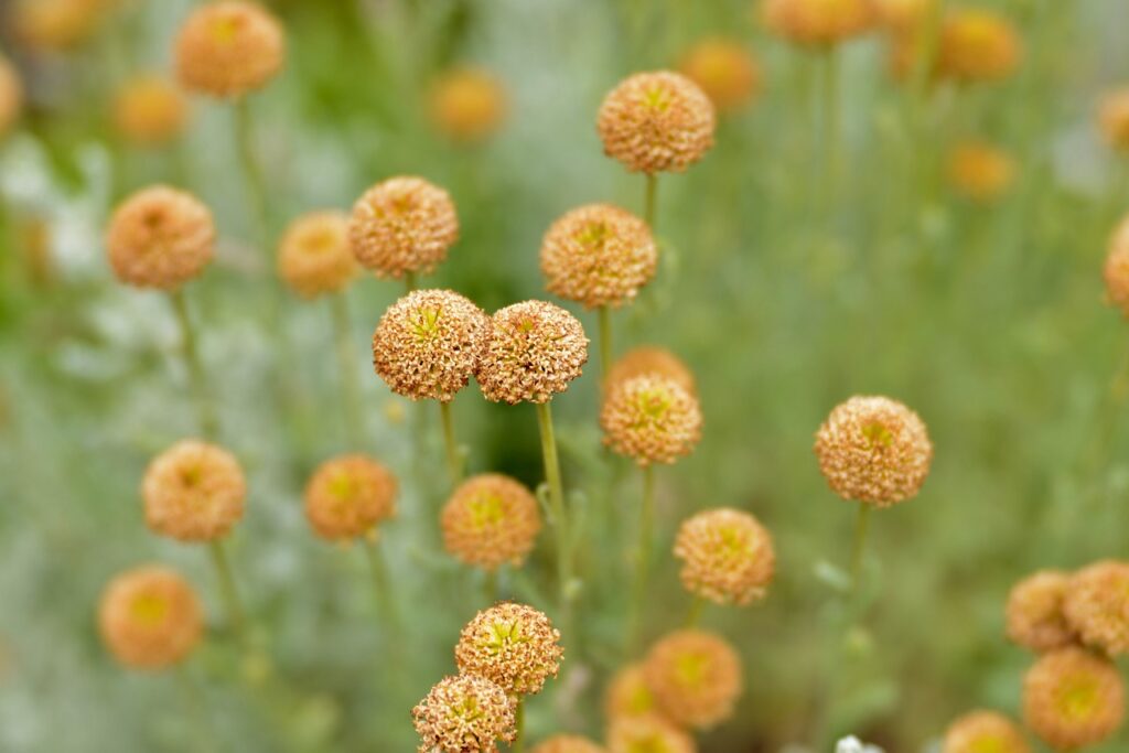 The Fascinating World of Craspedia