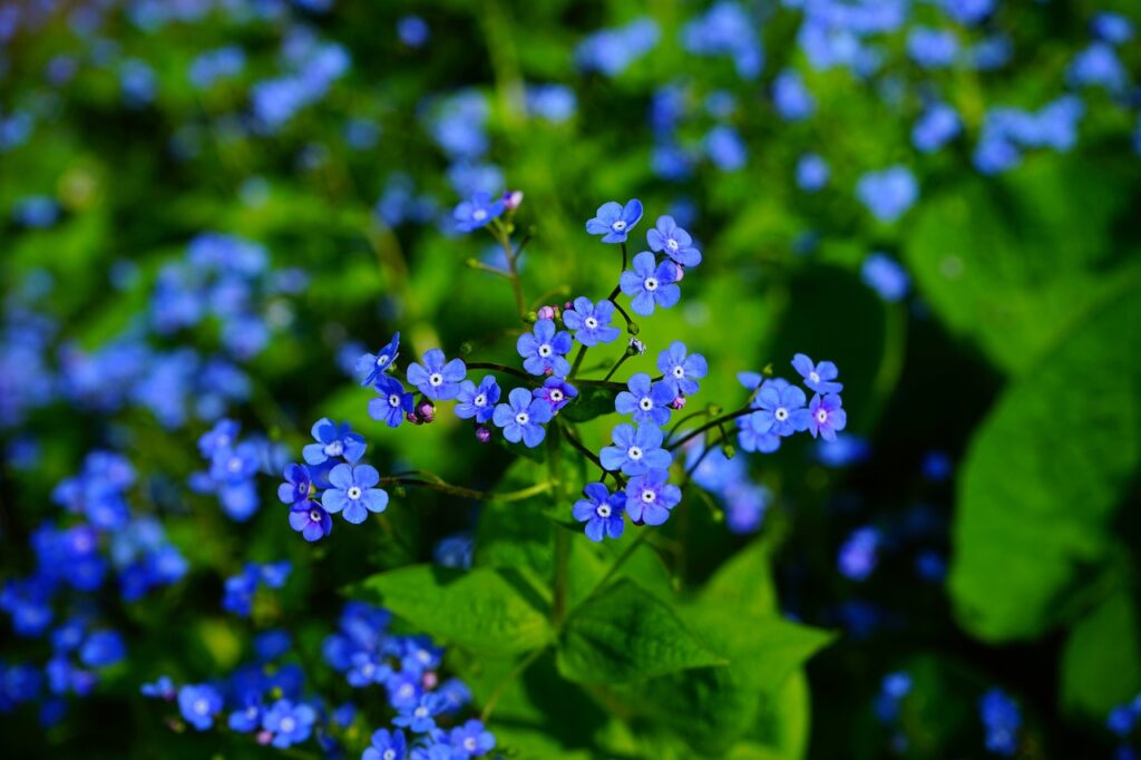 Brunnera and Planting: A Flourishing Garden Awaits