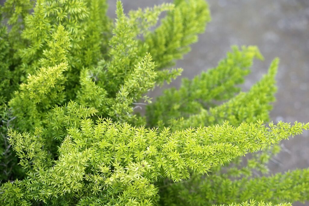 Asparagus Fern and Planting: Greenery That Flourishes