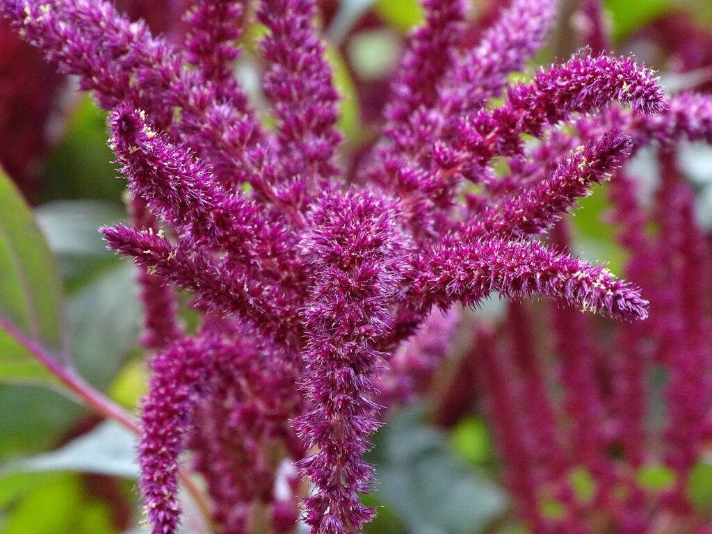 Amaranthus and Planting: Cultivating Nature's Nutrient Powerhouse
