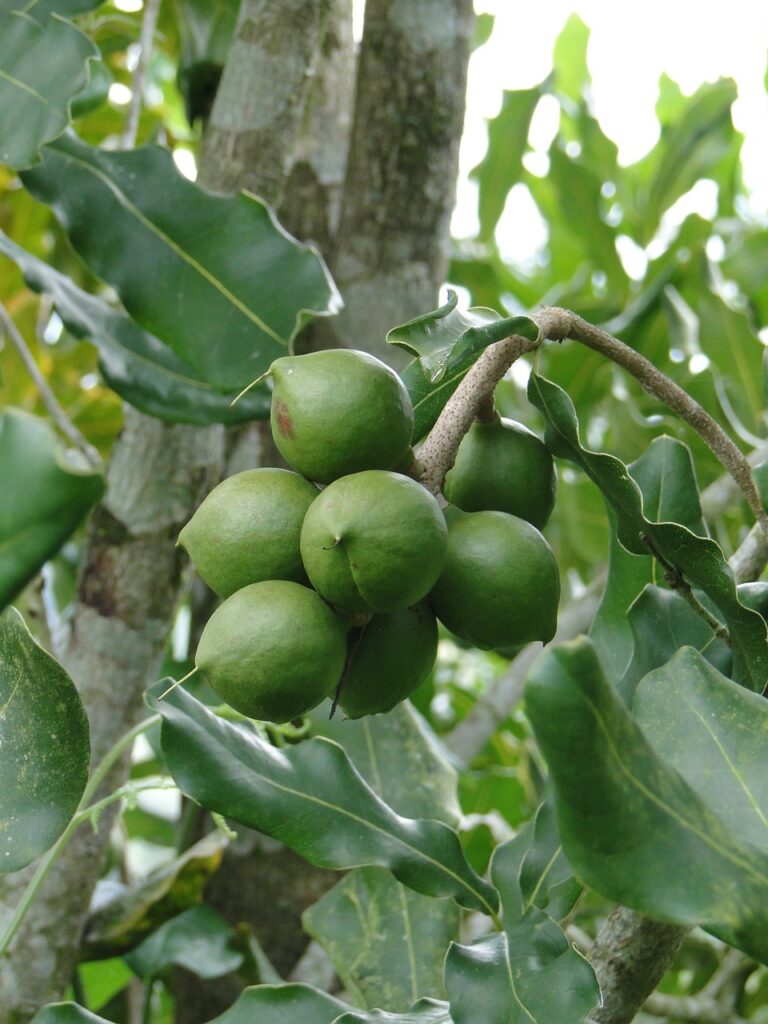 Unveiling the Secrets of Macadamia Tree Planting