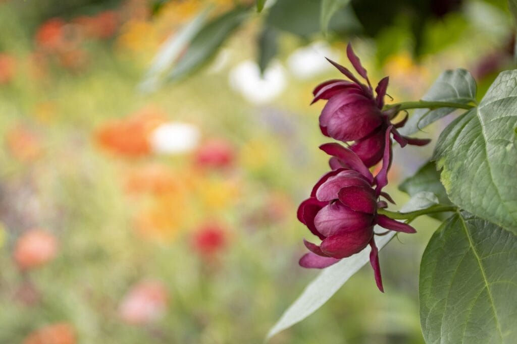 Calycanthus and Planting: A Guide to Growing Fragrant Spicebush