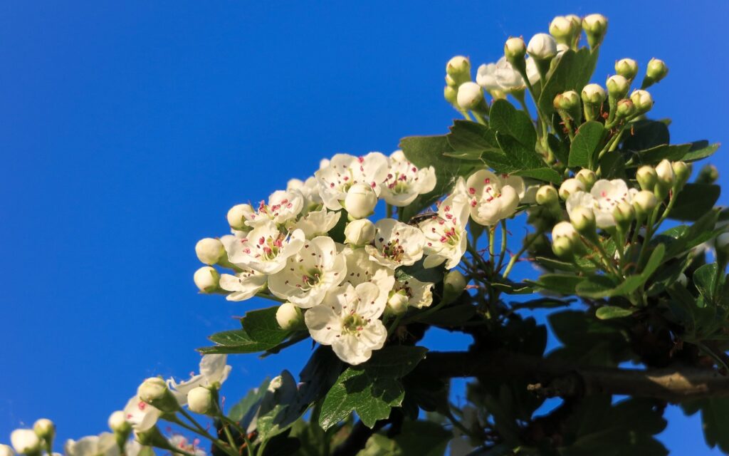 Hawthorn Tree and Planting: A Complete Guide