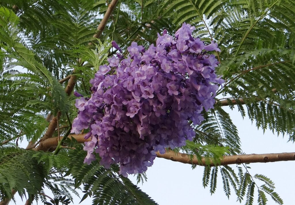 Jacaranda Mimosifolia and Planting: Adding Purple Beauty to Your Landscape