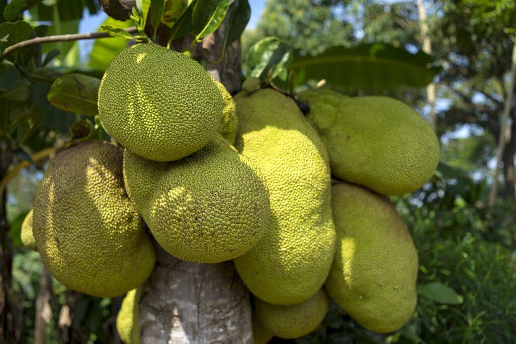 JACKFRUIT TREE AND PLANTING