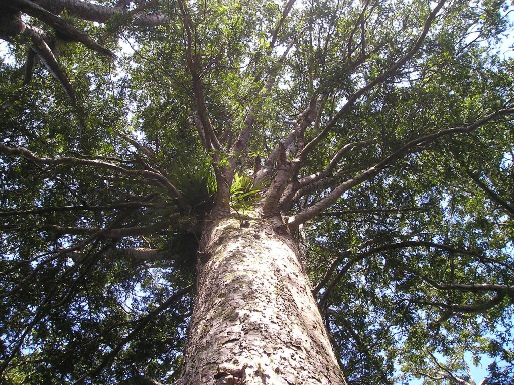 The Majestic Kauri Tree: Planting and Nurturing This Natural Wonder
