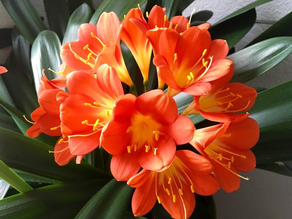 Clivia and Planting: A Comprehensive Guide