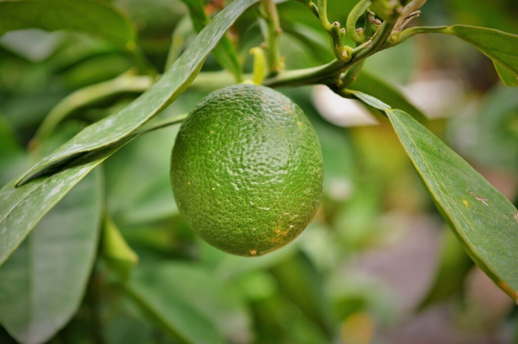 Lemon Tree and Planting: A Refreshing Guide to Citrus Gardening