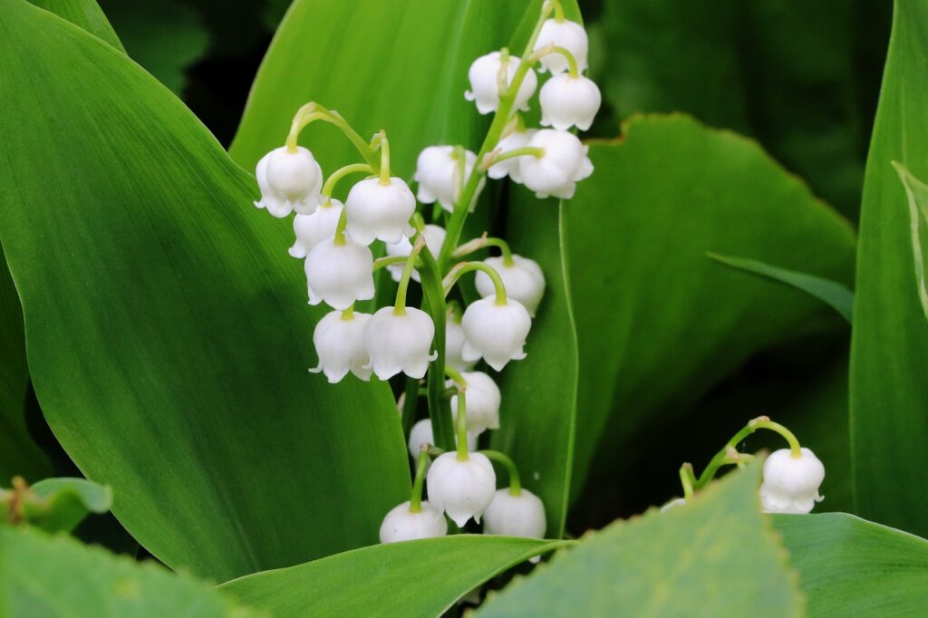 Convallaria and Planting: A Comprehensive Guide