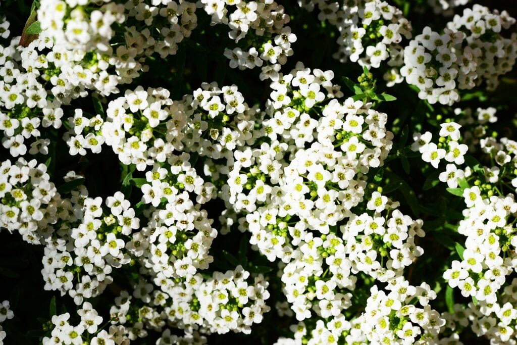 Sweet Alyssum and Planting: Enhancing Your Garden with Colorful Blooms