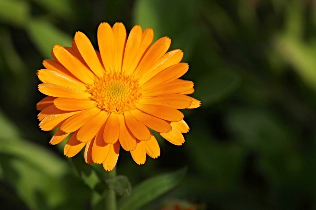 Calendula and Planting: The Art of Growing Nature's Gold
