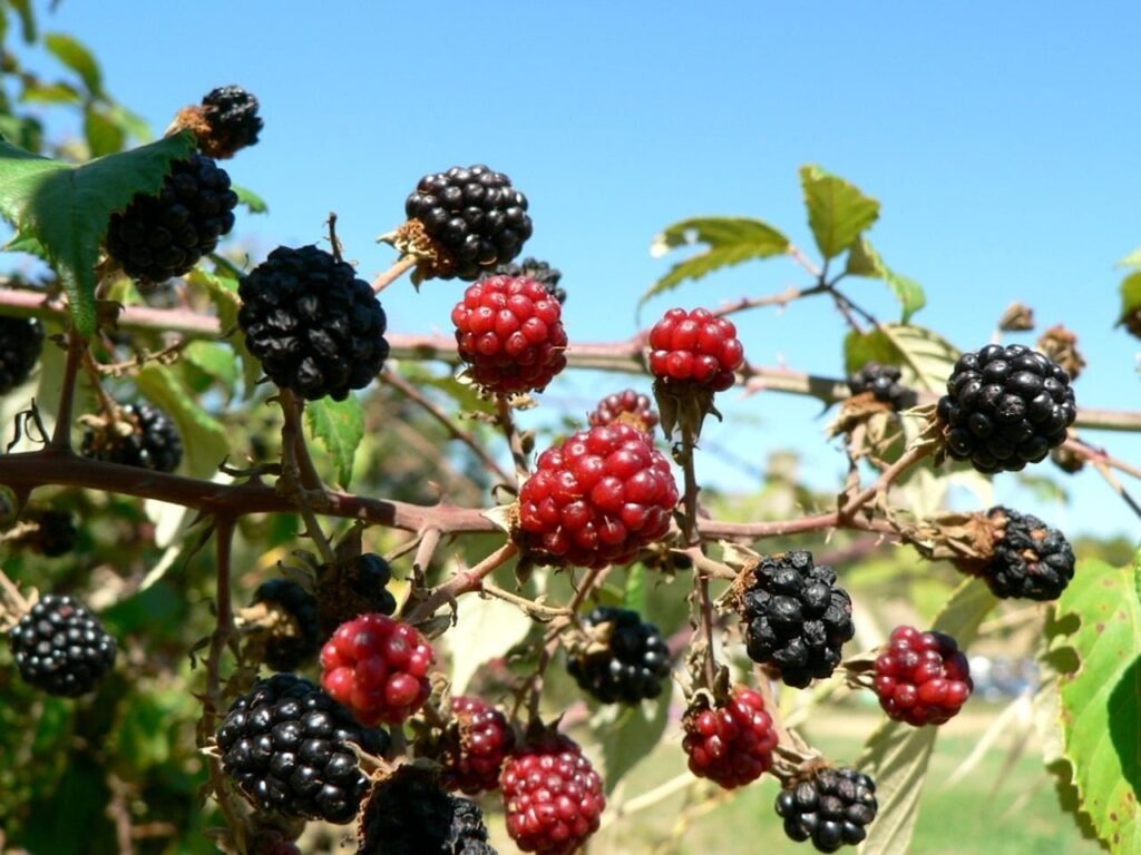 Mulberry Tree Planting Guide: Cultivating Nature's Sweet Bounty