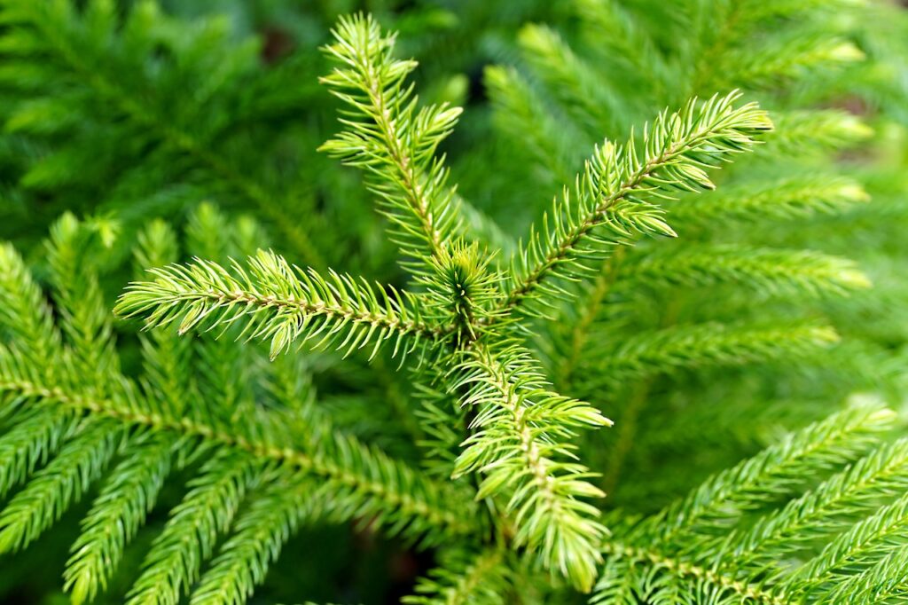 Norfolk Island Pine and Planting: A Guide to Cultivating Natural Beauty