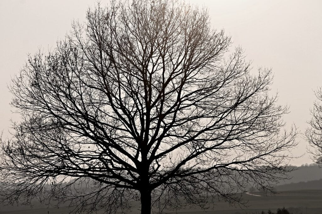 Black Oak and Planting: Nurturing Nature's Majesty
