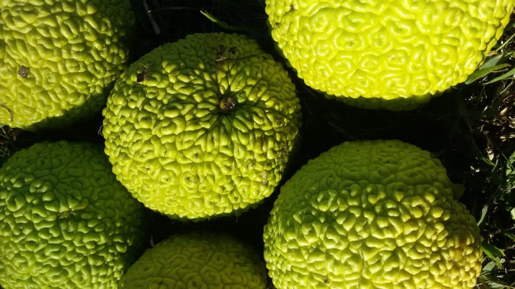 Osage Orange Tree and Planting: A Guide for Nature Enthusiasts