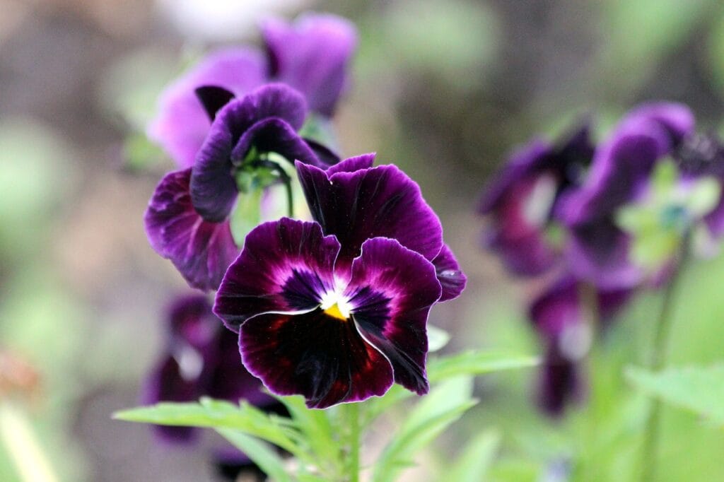 Viola and Planting: A Symphony of Color and Beauty