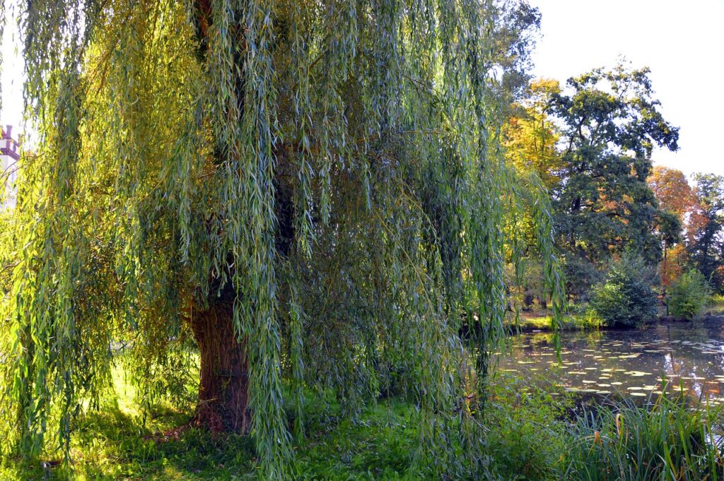 Weeping Willow and Planting: A Symphony of Nature's Elegance