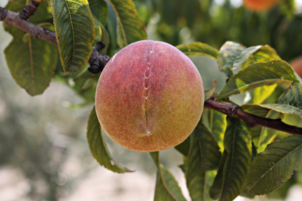 Nurturing the Growth of Your Nectarine Tree: A Comprehensive Guide