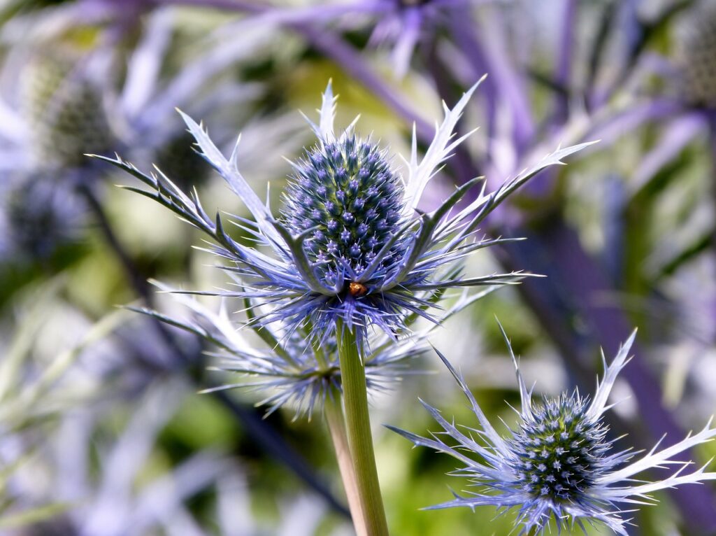Sea Holly and Planting: Adding a Touch of Elegance to Your Garden