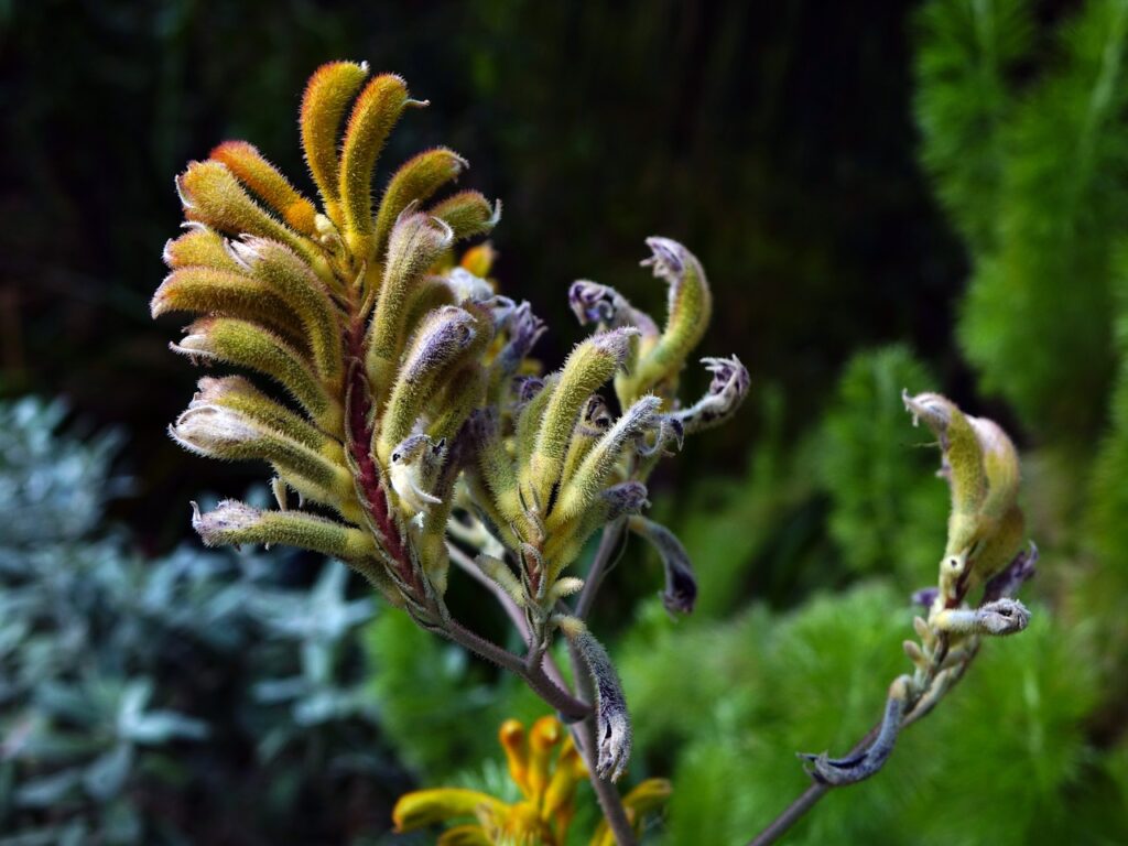 Anigozanthos and Planting: Adding Vibrance to Your Garden