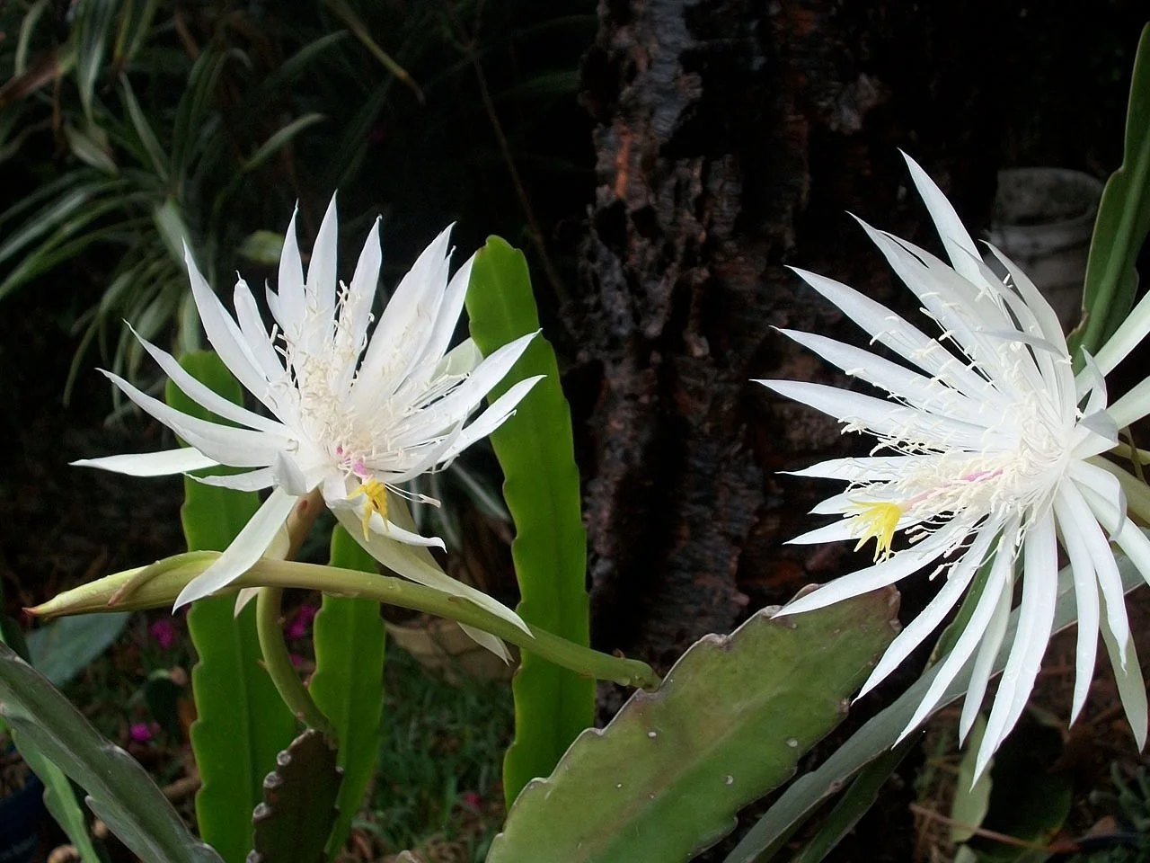 Cereus and Planting: A Comprehensive Guide