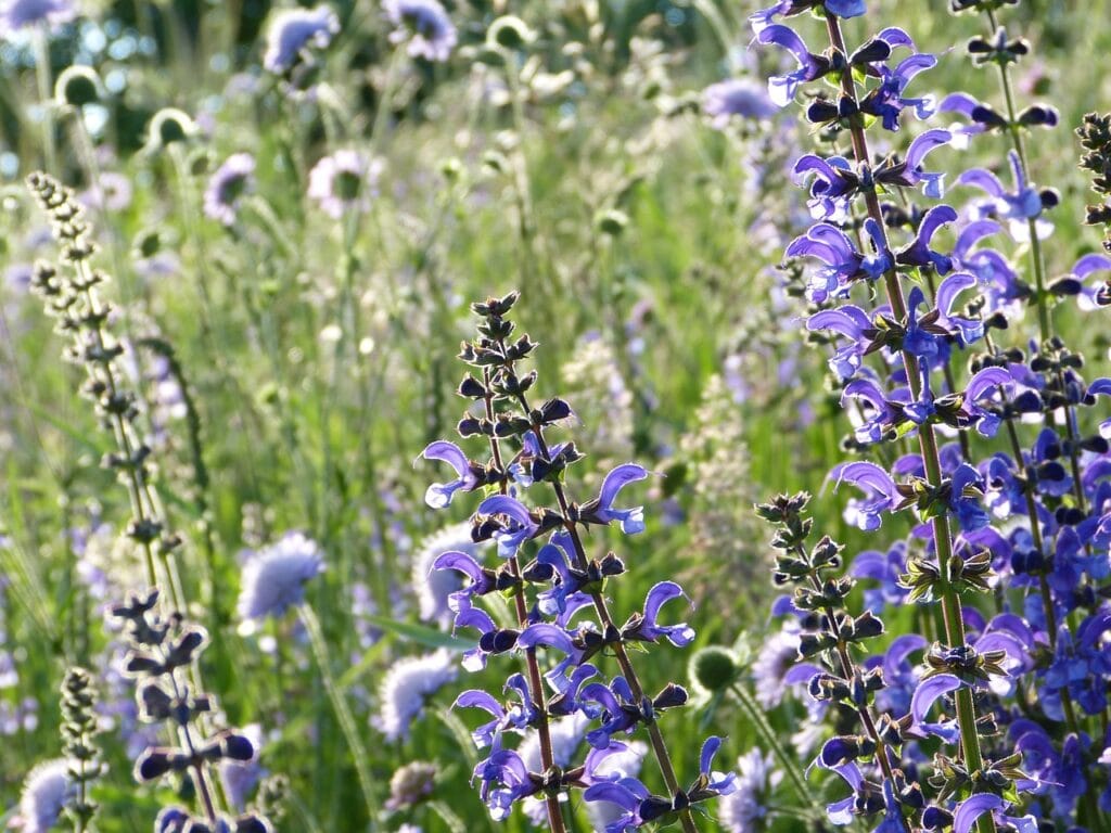 Salvia and Planting: Cultivating Nature's Beauty