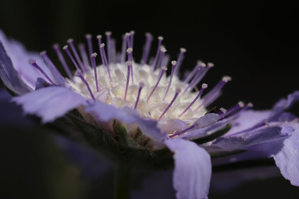 Scabiosa and Planting: A Comprehensive Guide