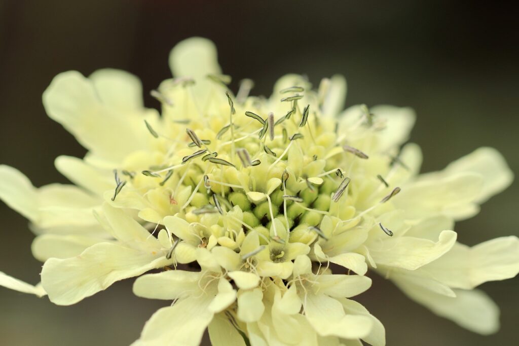 Cephalaria and Planting: Adding Natural Beauty to Your Garden