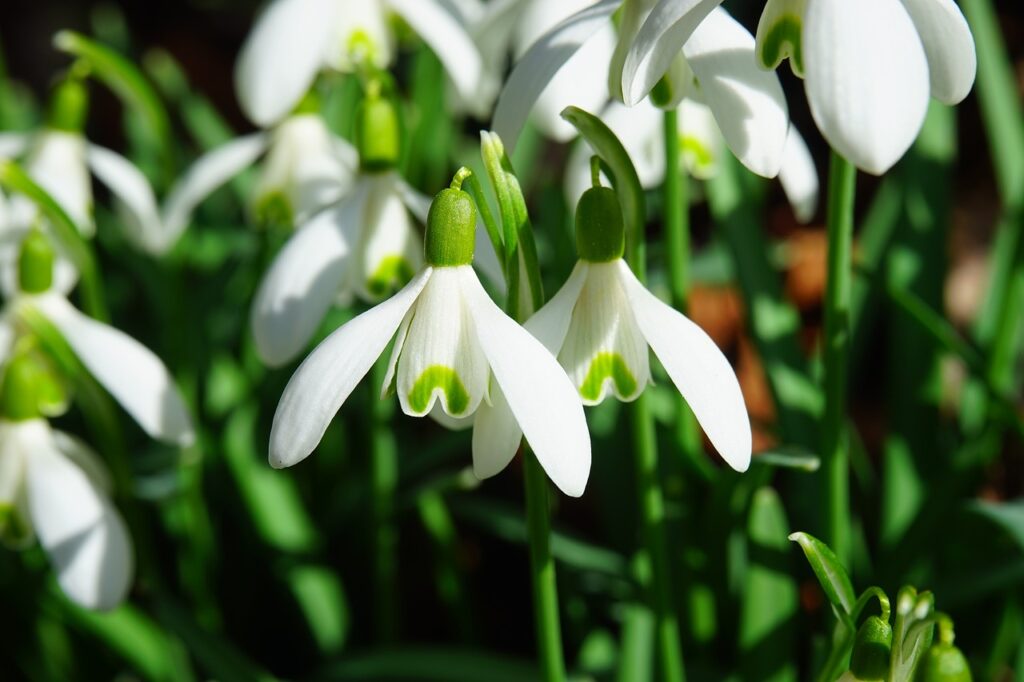 Snowdrop and Planting: A Delightful Guide to Cultivating Snowdrop Flowers