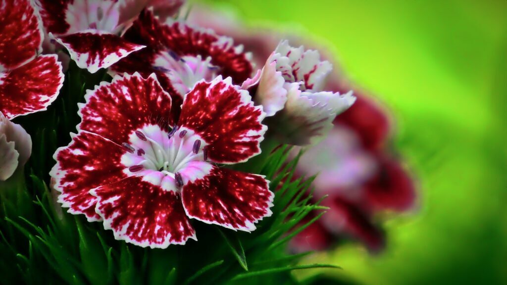 Sweet William and Planting: A Colorful Guide