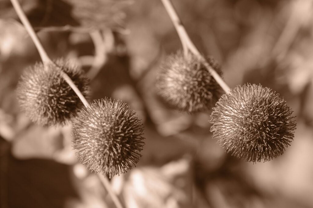 Sycamore Fig Tree and Planting: Cultivating Nature's Bounty