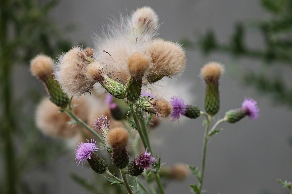 Cirsium and Planting: A Comprehensive Guide to Thistle Magic