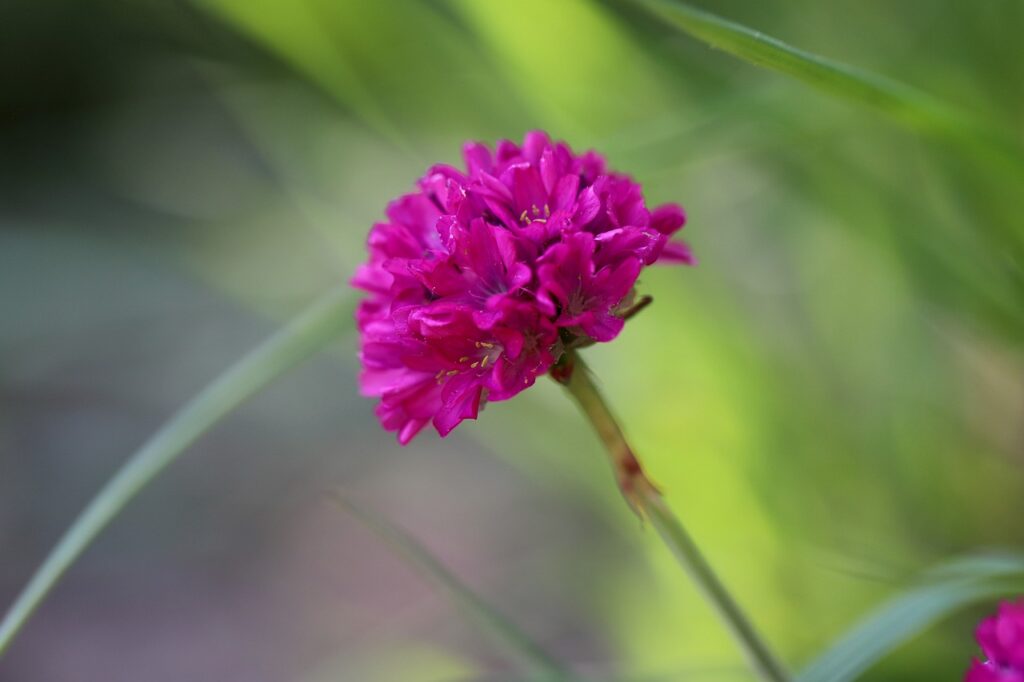 Armeria and Planting: Unveiling the Beauty of a Unique Plant