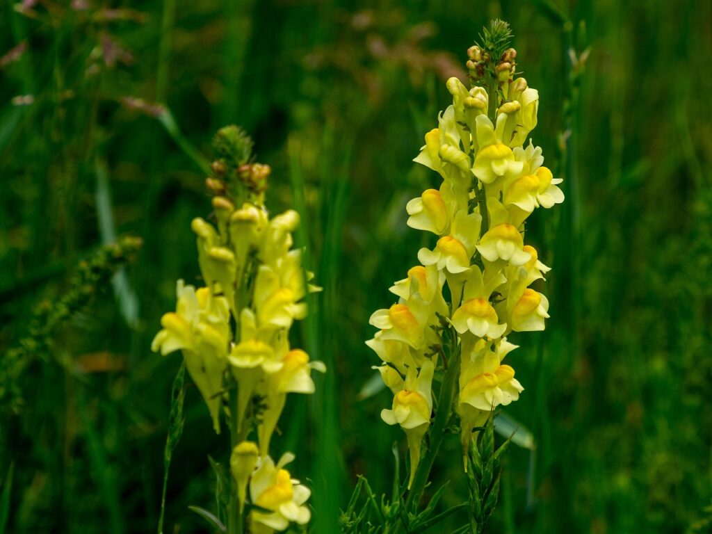 Toadflax and Planting: Cultivating Beauty and Biodiversity