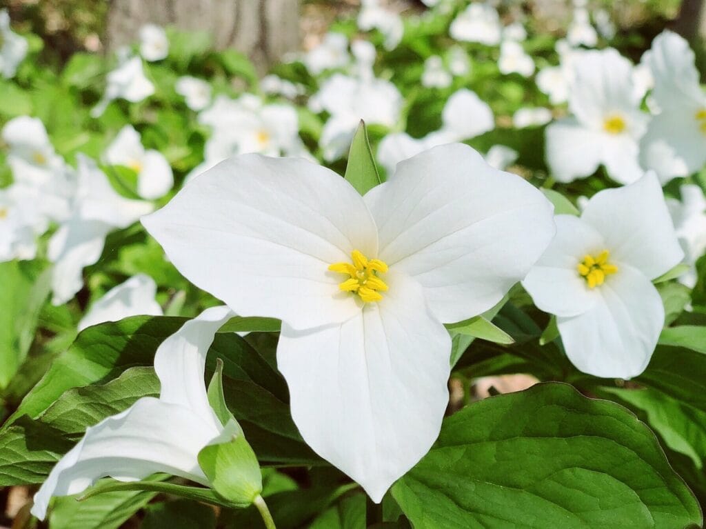 Trillium and Planting: Cultivating Beauty and Biodiversity