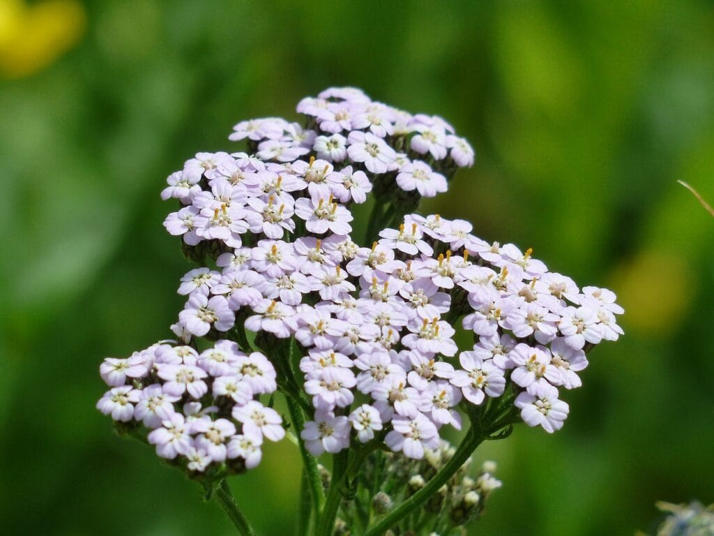 Yarrow and Planting: A Guide to Cultivating a Beautiful Garden