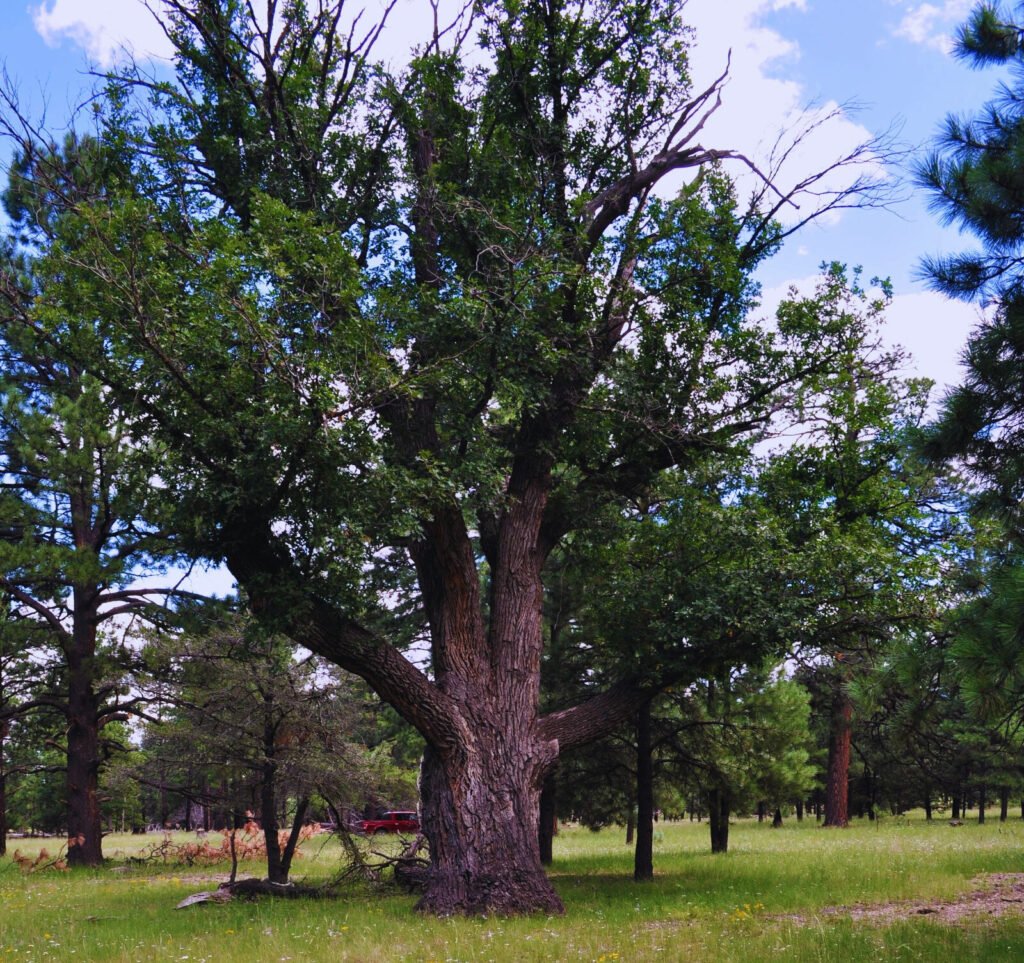 Quercus Gambelii and Planting: A Comprehensive Guide