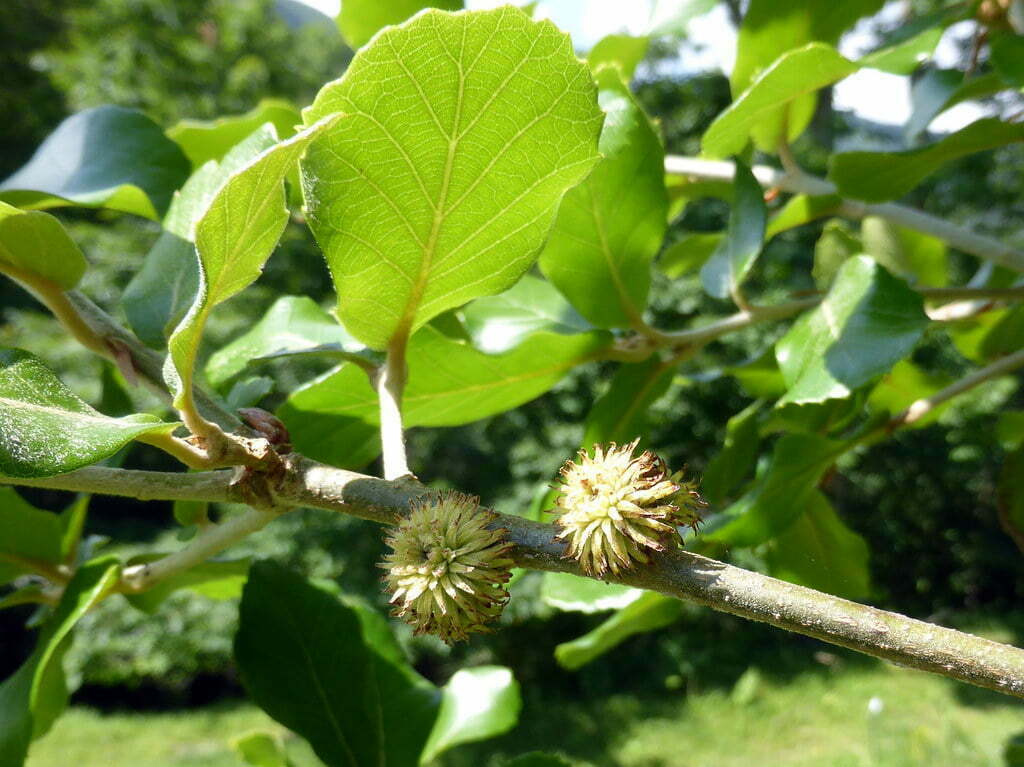 Mastering the Art of Quercus Elliptica planting: Care Guide